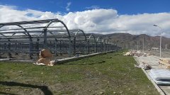 西藏农业大棚
